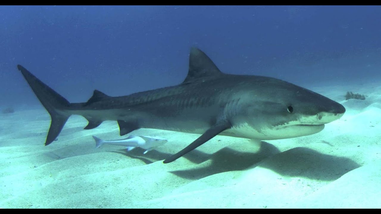 How you can save Sharks.