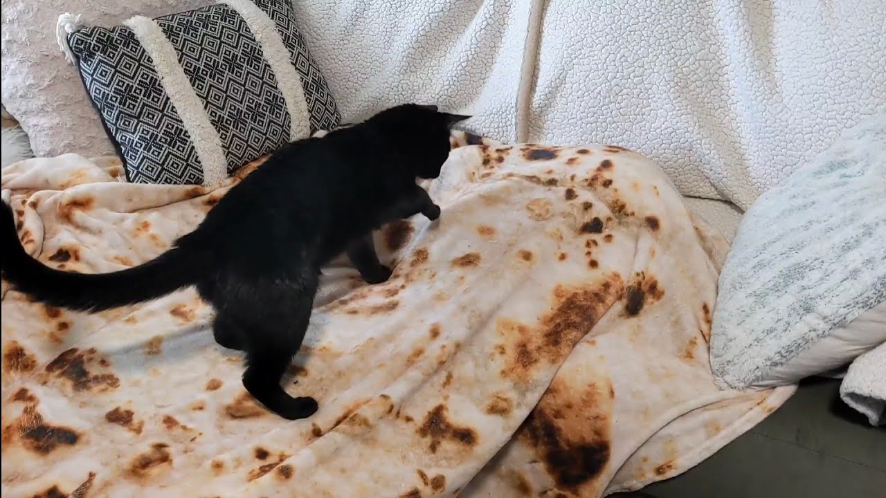 kitty diggins litter