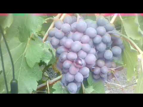 Очень вкусный виноград -Клубничный