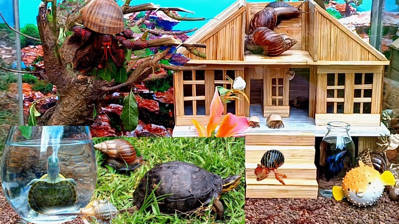 WOW Keren! Memasukkan kelomang hias besar,umang umang,ikan cupang,siput dan kura kuraa