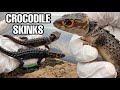 Project MINI DRAGON | Red-Eyed Crocodile Skink Breeding Project (PART 1)