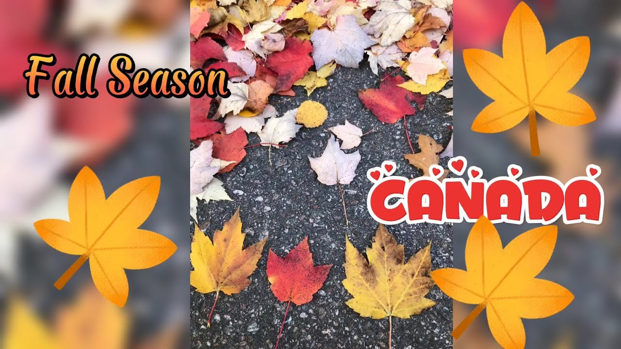 Fall Season in CANADA 🇨🇦 🍁 youtubeshorts cute trending YouTube