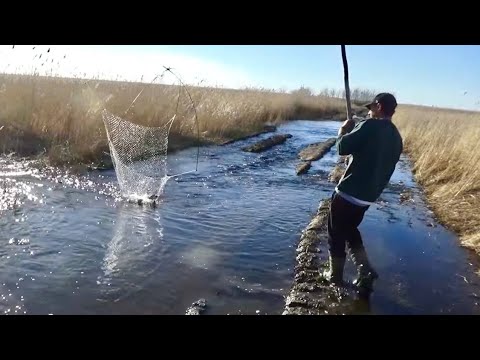 I'm shocked! We're catching fish with a spider-grip and a grabber right on the road!