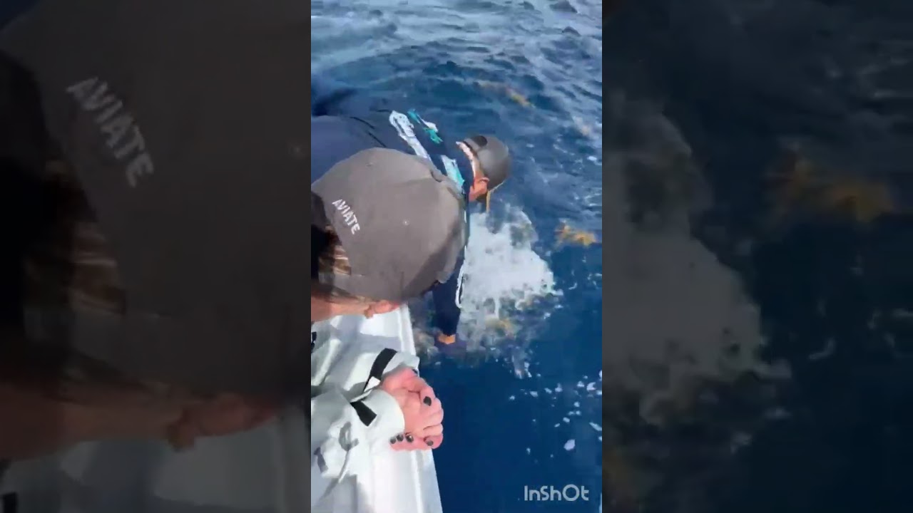 Sailfish Catch & Release Aboard The Intrepid ShelbyDee(Belize)