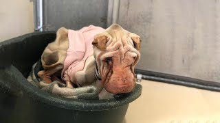 Scared, malnourished and neglected dog finally feels how is the love!!! by Animal Rescue 23,090 views 6 days ago 8 minutes, 7 seconds