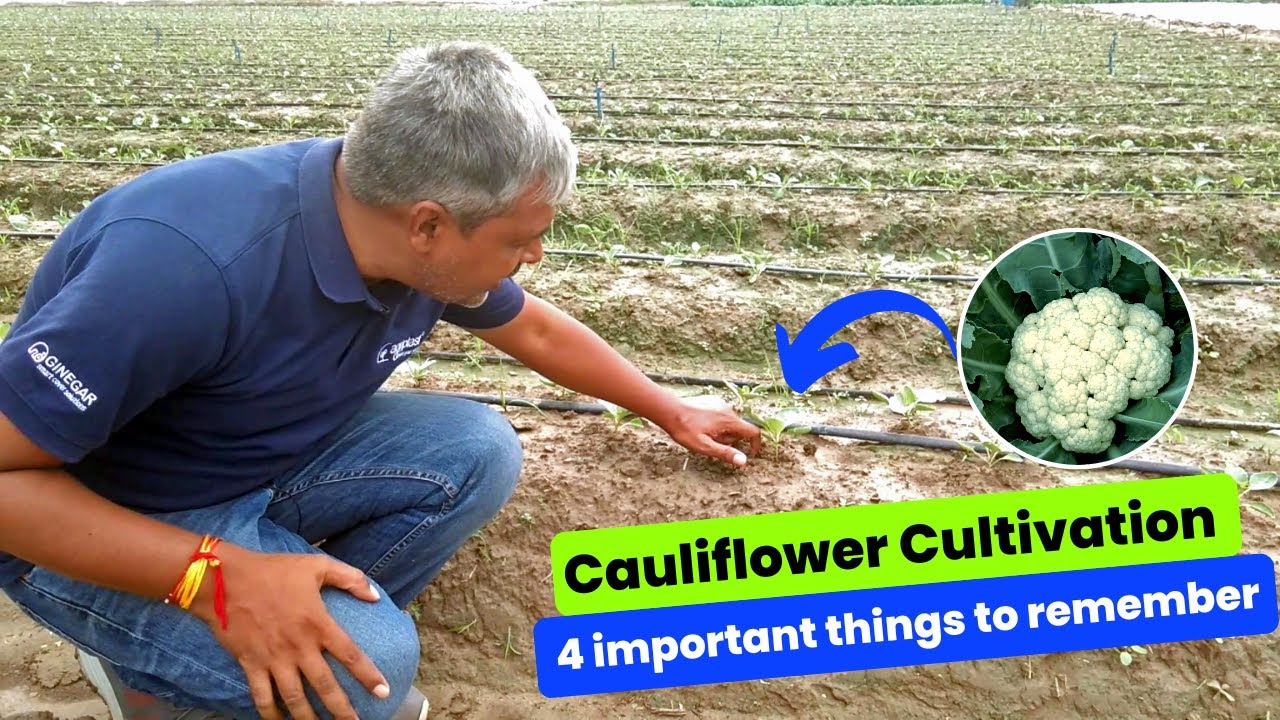 Cauliflower Cultivation 4 important things to remember. फूलगोभी की खेती