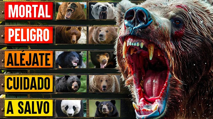 Así sobrevives los osos más letales del planeta