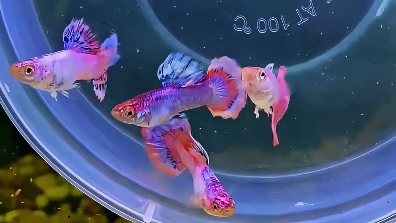 part1: Gappy fish in farm