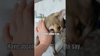 #cat #shortvideo #kitten#pets#animals#kucing#catvideos#funny #trendingshorts#trending #cute#fyp