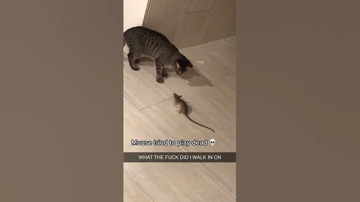 Video 5183791: cats meow funniest, awesome cute pets