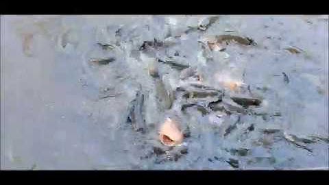 Du lich Con Son - Xem cá lóc bay