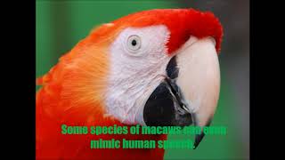 Top 10 interesting facts about Macaw parrot Wealth