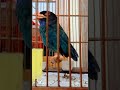 Isian Burung Tengkek Buto Untuk Masteran Murai Batu Dan Cucak Ijo Mp3 - Mp4 Download