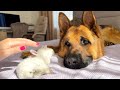 German Shepherd Protects Tiny Bunnies