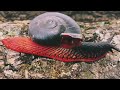 Fire Snail Extinction