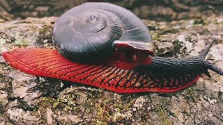 Fire Snail Extinction