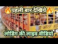 Pig Loading Live Video | पिग लोडिंग ट्रक | Pig Loading Truck | Pig Loading