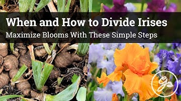 When and How to Divide Your Irises / Maximize Blooms With These Simple Steps