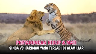 Detik²..!! pertarungan hewan buas di alam liar sampai mati, singa vs harimau sampai mati asli