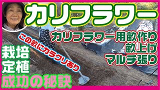 カリフラワー【栽培】たくさん収穫する為の【肥料】【育て方】【定植】【畝】【マルチ】