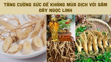 TĂNG CƯỜNG SỨC ĐỀ KHÁNG MÙA DỊCH VỚI SÂM DÂY NGỌC LINH