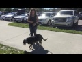 Persephone, Catahoula, Obedience in Town Persephone, Catahoula, Obedience in Town