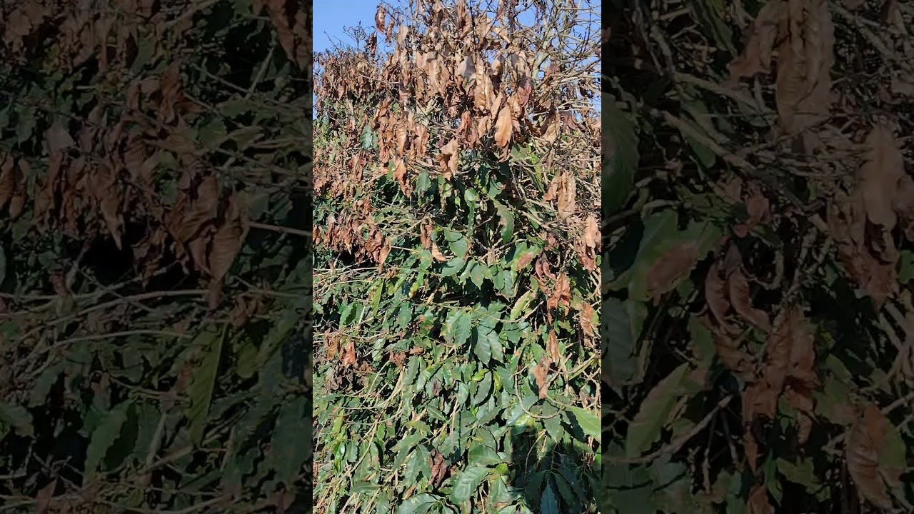 Serra podadeira de topo 2 disco