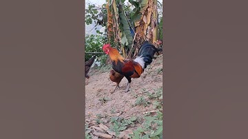 Hlau youtube cho gà rừng gà ta ăn uống rất đông vui.qaib qus noj pob kws
