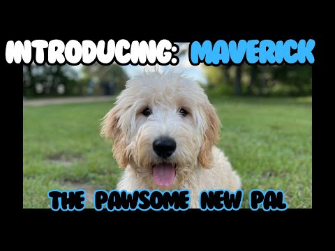 Introducing Maverick: The Paw-some New Pal. #goldendoodle #doglover