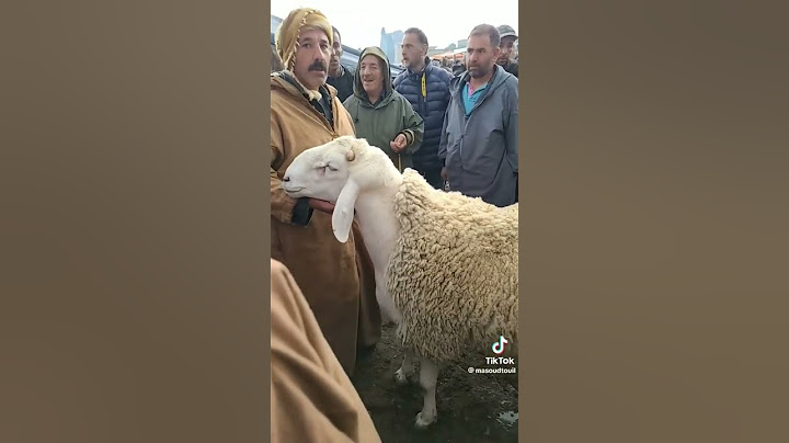 كبش طالب فيه75مليون في الجزائر