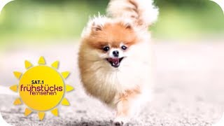Influencer Hund: Zwergspitz Minzi ist ein InstagramStar! | SAT.1 Frühstücksfernsehen | TV