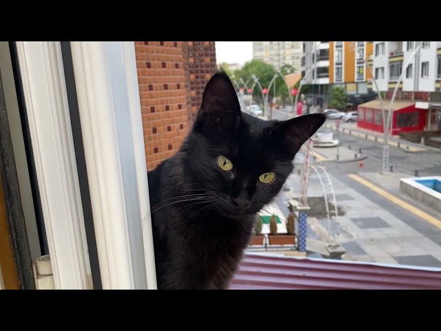 i met a black cat on my balcony this morning class=