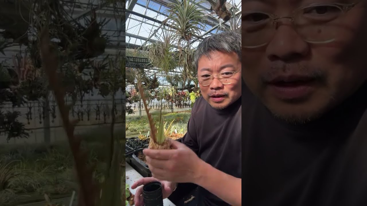 ドリナリアを収穫したので植える