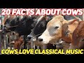 20 Facts About Cows | Cows Love Classical Music