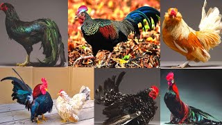 10 Most Beautiful Chickens In The World - Fancy hen name with price in 2022- Nur Agro