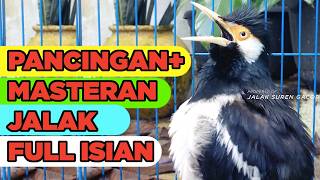 Burung Jalak Suren Isian Kreasi Gacor Full Isian Tembakan Mewah Cililin Asli mantap