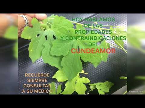 Vídeo: Zhiryanka (planta) - Descripción, Propiedades útiles Y Contraindicaciones