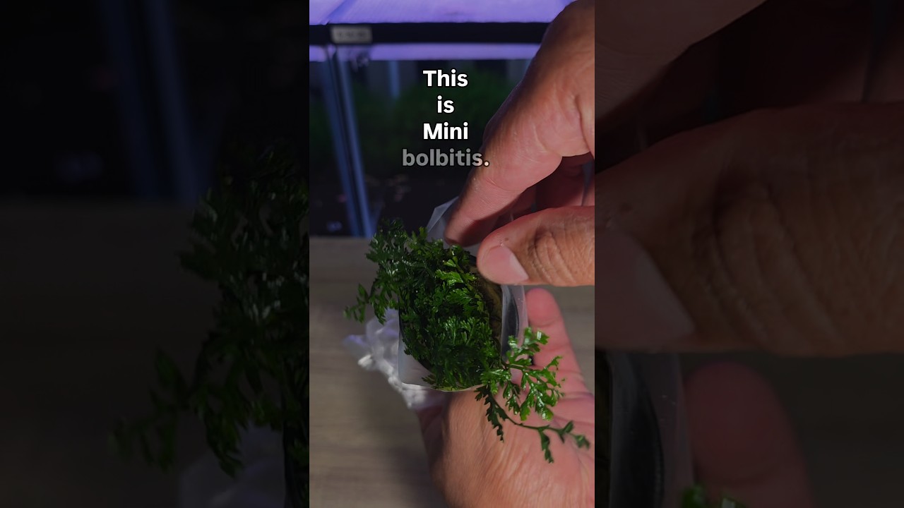 New plant for my shrimp tanks. Mini bolbitis from ‎⁨@BucePlant⁩ 
