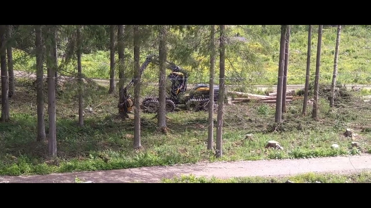 Aukon teon katselua omilla tiluksilla kesällä 2024