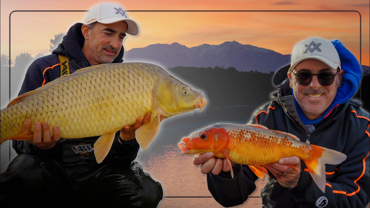 3 jours de pêche mémorables au method feeder : la carpe en grand lac et en carpodrome