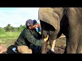 Wildlife officials treated the baby elephant with mouth and leg injuries | wildlife | Animals