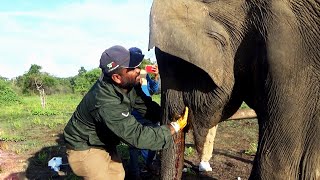 Wildlife Officials Treated The Baby Elephant With Mouth And Leg Injuries | Wildlife | Animals