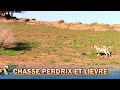 Chasse perdrix et livres au maroc caza de perdices saison 20202021 keklik avi chukar