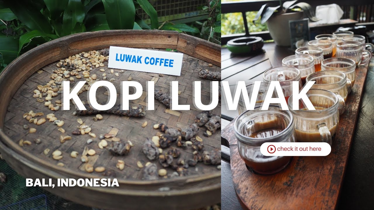 The Most Expensive Coffee In The World | Luwak Coffee Bali Indonesia