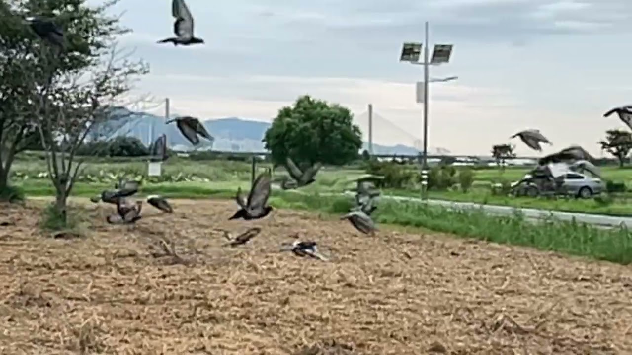 Come closer, the pigeon is flying away. 近づくと、鳩が飛んでいく. 비둘기 날아 갔쁩니다.