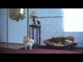 Hidden Camera - Dog home alone - Tiny Pomeranian Howls!!!