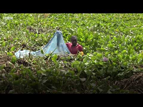 Video: Maharagwe ya Hyacinth - kilimo, picha
