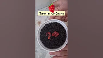 🍓🍓🍓🍓🍓ВЫРАСТИТЬ КЛУБНИКУ ДОМА не просто и не быстро. Но возможно! Главное - терпение и время.