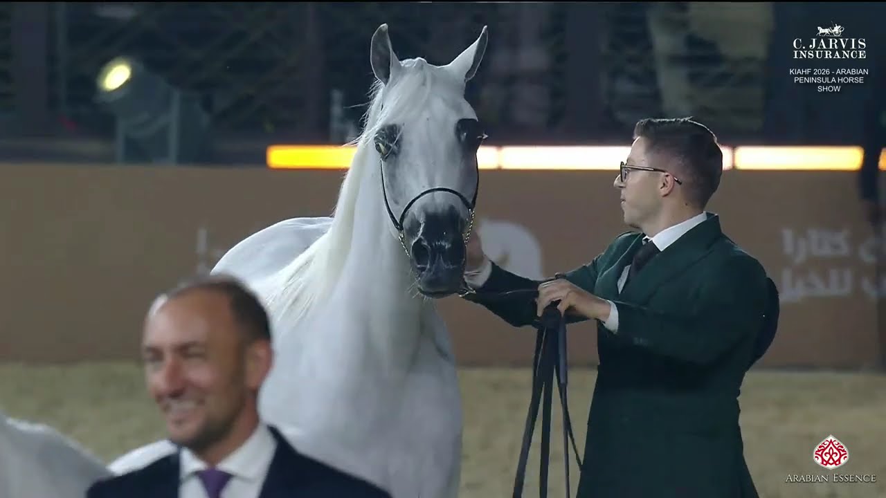 KIAHF 2026   Arabian Peninsula Horse Show   Class   7B