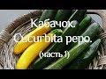 Кабачок. Частина 1